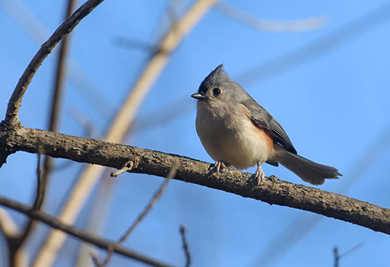 Tufted Titmouse by Ventures Birding